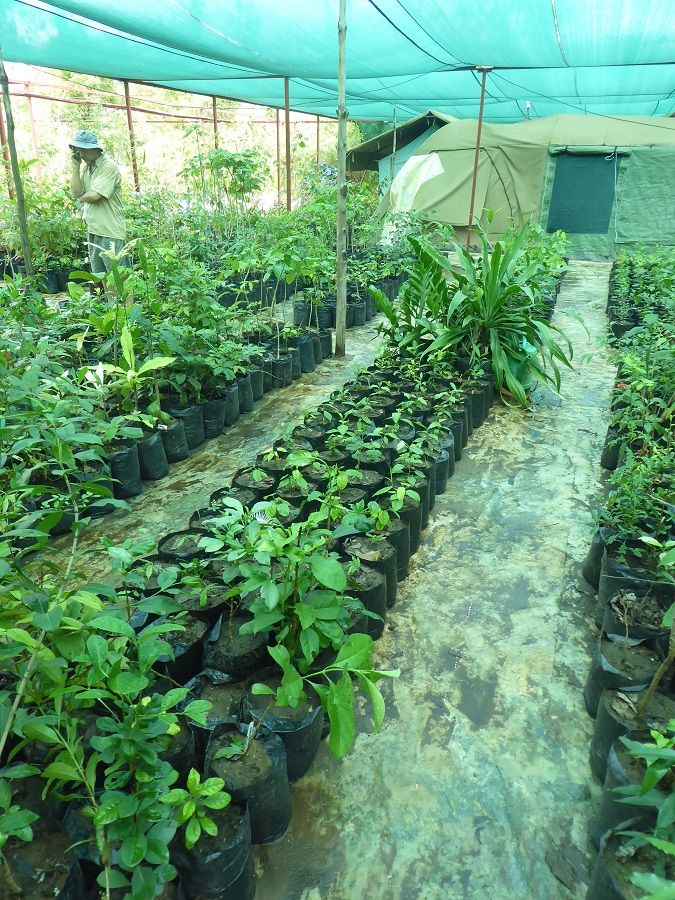 Rows of indigenous tree saplings at the Kivukoni Indigenous Tree Nursery
