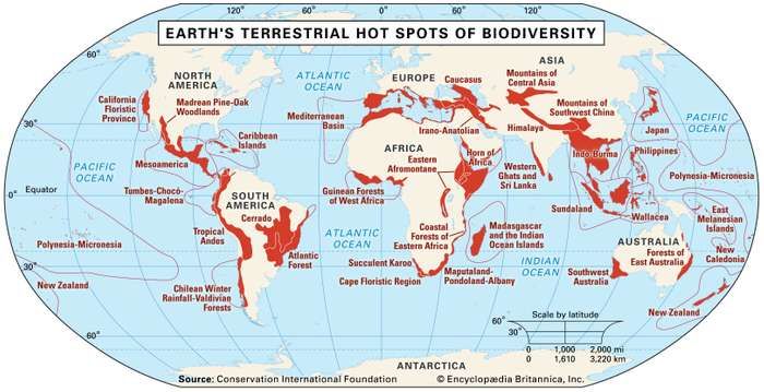 The top 25 terrestrial conservation hotspots around the world, including the coastal forests of Kenya, photo by https://www.britannica.com/science/hot-spot-ecology