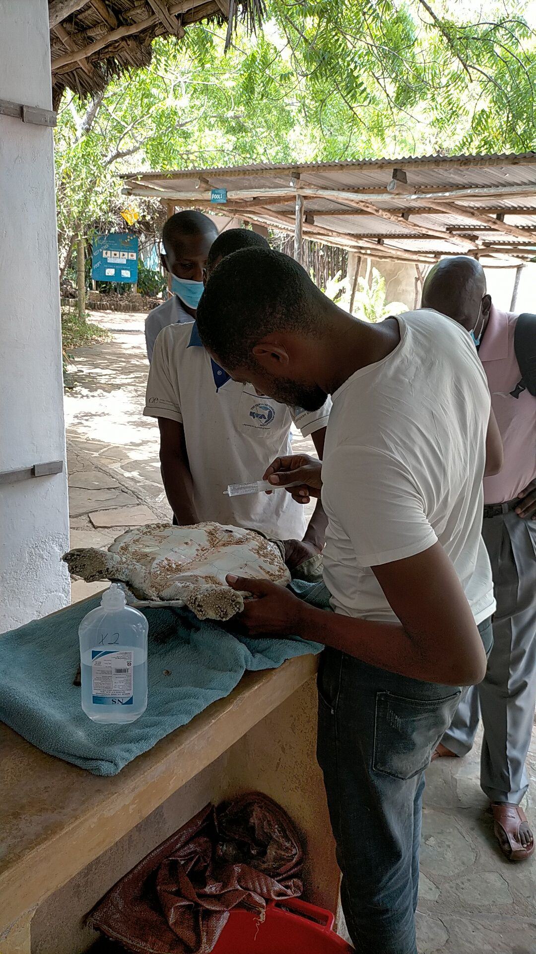 A vet at Local Ocean Conservation inspecting a female sea turtle patient
